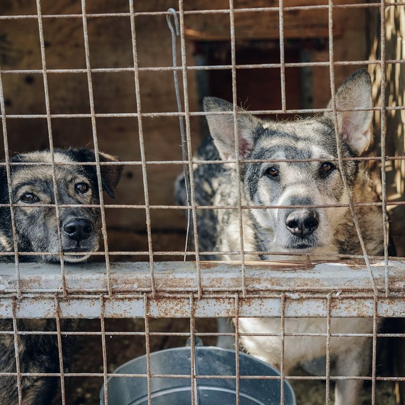 Two shelter dogs looking out from a kennel